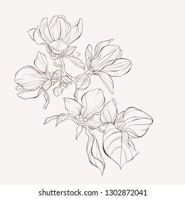Sketch Floral Botany Collection. Magnolia flower drawings. Black and white with line art on white backgrounds. Hand Drawn Botanical Illustrations.