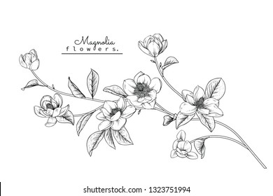 Sketch Floral Botany Collection. Magnolia flower drawings. Black and white with line art on white backgrounds. Hand Drawn Botanical Illustrations.Vector.