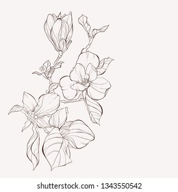 Sketch Floral Botany Collection. Magnolia flower drawings. Black and white with line art on white backgrounds. Hand Drawn Botanical Illustrations.