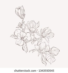 Sketch Floral Botany Collection. Magnolia flower drawings. Black and white with line art on white backgrounds. Hand Drawn Botanical Illustrations.