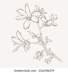 Sketch Floral Botany Collection. Magnolia flower drawings. Black and white with line art on white backgrounds. Hand Drawn Botanical Illustrations.