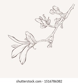 Sketch Floral Botany Collection. Magnolia flower drawings. Black and white with line art on white backgrounds. Hand Drawn Botanical Illustrations.