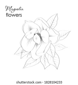 Sketch Floral Botany Collection. Magnolia flower drawings. Black and white with line art on white backgrounds. Hand Drawn Botanical Illustrations.Vector.