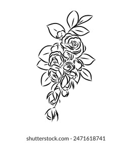 Sketch Floral Botany Collection. Magnolia flower drawings. Black and white with line art