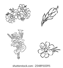 Esboço Floral Botany Collection. Desenhos de flores de magnólia. Preto-e-branco com arte vetorial