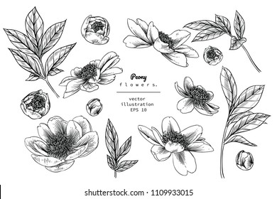 Sketch Floral Botany Collection Peony Flower Stock Vector (Royalty Free ...