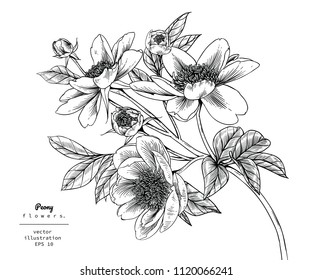 Sketch Floral Botany Collection. Peony flower drawings. Black and white with line art on white backgrounds. Hand Drawn Botanical Illustrations.Vector.