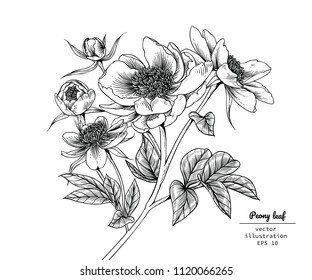 Sketch Floral Botany Collection. Peony flower drawings. Black and white with line art on white backgrounds. Hand Drawn Botanical Illustrations.Vector.