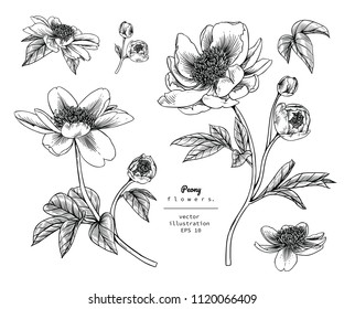 Sketch Floral Botany Collection. Peony flower drawings. Black and white with line art on white backgrounds. Hand Drawn Botanical Illustrations.Vector.