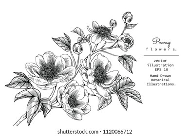 Sketch Floral Botany Collection. Peony flower drawings. Black and white with line art on white backgrounds. Hand Drawn Botanical Illustrations.Vector.