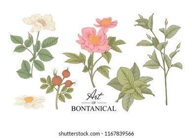 Sketch Floral Botany Collection. Peony, Rose and Magnolia flower, leave and berries drawings. Beautiful line art. Hand Drawn Botanical Illustrations. Vector.