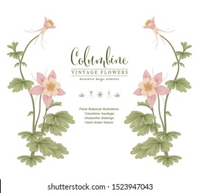 Sketch Floral Botany Collection. Pink Columbine flower (Aquilegia chrysantha) drawings.Invitation card template. Hand Drawn Botanical Illustrations. Nature Vector.