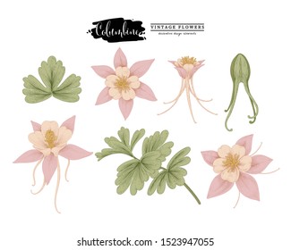 Sketch Floral Botany Collection. 
 Pink Columbine flower (Aquilegia chrysantha) drawings. Beautiful line art on white backgrounds. Hand Drawn Botanical Illustrations. Nature Vector.