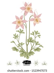 Sketch Floral Botany Collection. 
 Pink Columbine flower (Aquilegia chrysantha) drawings. Beautiful line art on white backgrounds. Hand Drawn Botanical Illustrations. Nature Vector.