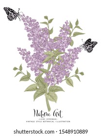 Sketch Floral Botany Collection. Purple Lilac (Syringa vulgaris) flower drawings. Line art on white backgrounds. Hand Drawn Botanical Illustrations.Nature Vector.