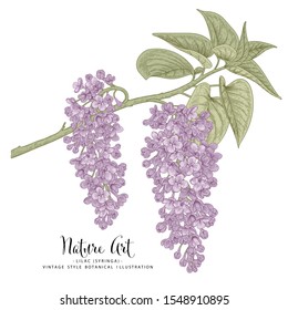 Sketch Floral Botany Collection. Purple Lilac (Syringa vulgaris) flower drawings. Line art on white backgrounds. Hand Drawn Botanical Illustrations.Nature Vector.