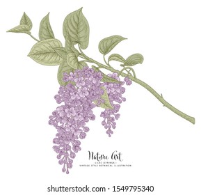 Sketch Floral Botany Collection. Purple Lilac (Syringa vulgaris) flower drawings. Line art on white backgrounds. Hand Drawn Botanical Illustrations.Nature Vector.