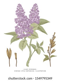 Sketch Floral Botany Collection. Purple Lilac (Syringa vulgaris) flower drawings. Line art on white backgrounds. Hand Drawn Botanical Illustrations.Nature Vector.