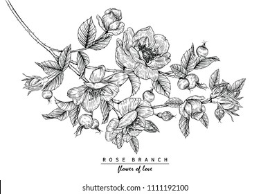 Sketch Floral Botany Collection. Rose flower drawings. Black and white with line art on white backgrounds. Hand Drawn Botanical Illustrations.Vector.