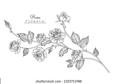 Sketch Floral Botany Collection. Rose flower drawings. Black and white with line art on white backgrounds. Hand Drawn Botanical Illustrations.Vector.