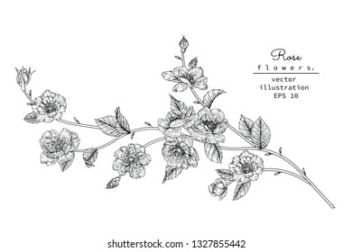 Sketch Floral Botany Collection. Rose flower drawings. Black and white with line art on white backgrounds. Hand Drawn Botanical Illustrations.Vector.