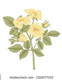 Sketch Floral Botany Collection. Rose flower drawings. Beautiful line art on white backgrounds. Hand Drawn Botanical Illustrations.Vector.