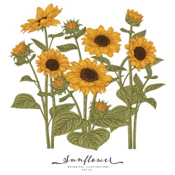 Sketch Floral Botany Collection. Sunflower Drawings. Beautiful Line Art On White Backgrounds. Hand Drawn Botanical Illustrations. Nature Vector.