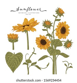 Sketch Floral Botany Collection. Sunflower drawings. Beautiful line art on white backgrounds. Hand Drawn Botanical Illustrations. Nature Vector.