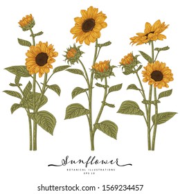 Sketch Floral Botany Collection. Sunflower drawings. Beautiful line art on white backgrounds. Hand Drawn Botanical Illustrations. Nature Vector.