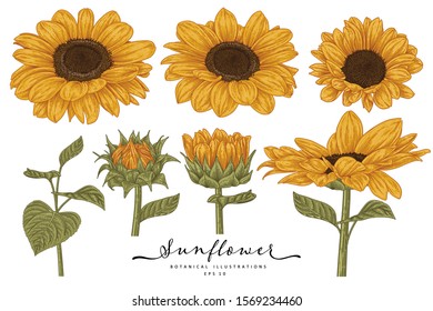 Sketch Floral Botany Collection. Sunflower drawings. Beautiful line art on white backgrounds. Hand Drawn Botanical Illustrations. Nature Vector.
