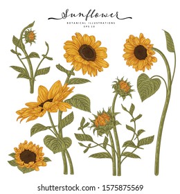 Sketch Floral Botany Collection. Sunflower drawings. Beautiful line art on white backgrounds. Hand Drawn Botanical Illustrations. Nature Vector.