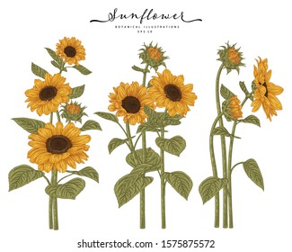 Sketch Floral Botany Collection. Sunflower drawings. Beautiful line art on white backgrounds. Hand Drawn Botanical Illustrations. Nature Vector.