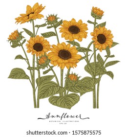 Sketch Floral Botany Collection. Sunflower drawings. Beautiful line art on white backgrounds. Hand Drawn Botanical Illustrations. Nature Vector.