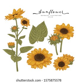 Sketch Floral Botany Collection. Sunflower drawings. Beautiful line art on white backgrounds. Hand Drawn Botanical Illustrations. Nature Vector.