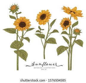 Sketch Floral Botany Collection. Sunflower drawings. Beautiful line art on white backgrounds. Hand Drawn Botanical Illustrations. Nature Vector.