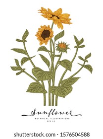 Sketch Floral Botany Collection. Sunflower drawings. Beautiful line art on white backgrounds. Hand Drawn Botanical Illustrations. Nature Vector.