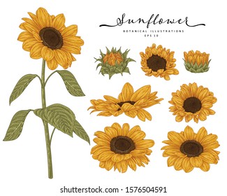 Sketch Floral Botany Collection. Sunflower drawings. Beautiful line art on white backgrounds. Hand Drawn Botanical Illustrations. Nature Vector.