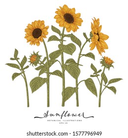 Sketch Floral Botany Collection. Sunflower drawings. Beautiful line art on white backgrounds. Hand Drawn Botanical Illustrations. Nature Vector.
