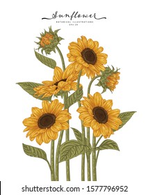 Sketch Floral Botany Collection. Sunflower drawings. Beautiful line art on white backgrounds. Hand Drawn Botanical Illustrations. Nature Vector.