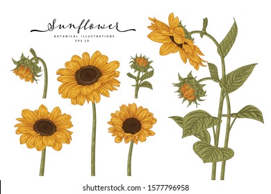 Sketch Floral Botany Collection. Sunflower drawings. Beautiful line art on white backgrounds. Hand Drawn Botanical Illustrations. Nature Vector.