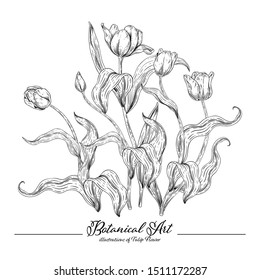 Sketch Floral Botany Collection. Tulip flower drawings. Black and white with line art on white backgrounds. Hand Drawn Botanical Illustrations.Vector.
