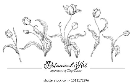 Sketch Floral Botany Collection. Tulip flower drawings. Black and white with line art on white backgrounds. Hand Drawn Botanical Illustrations.Vector.