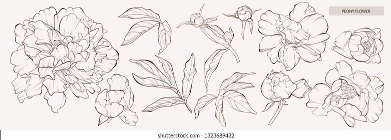 Sketch Floral Botany Collection.  Vector hand drawn engraved floral set. Botanical rose, branch and berry Black ink sketch. Great for tattoo, invitations, greeting cards, decor.