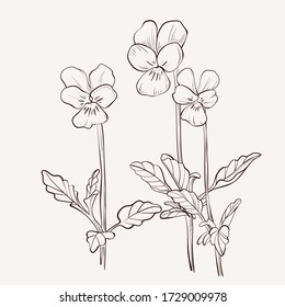 Sketch Floral Botany Collection. Viola tricolor. Pansy  flowers drawings. Black and white with line art on white backgrounds. Hand Drawn Botanical Illustrations.