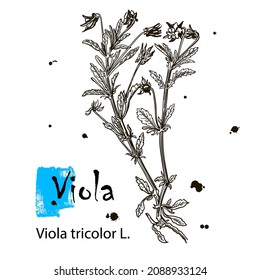 Sketch Floral Botany Collection. Viola tricolor. Pansy flowers drawings. Black and white with line art on white backgrounds. Hand Drawn Botanical Illustrations.