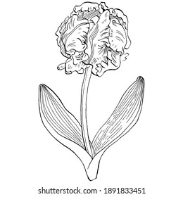 Sketch Floral Botany Isolated. Tulip flower drawings. Black and white with on white backgrounds. Hand Drawn Illustrations.