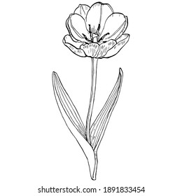 Sketch Floral Botany Isolated. Tulip flower drawings. Black and white with on white backgrounds. Hand Drawn Illustrations.