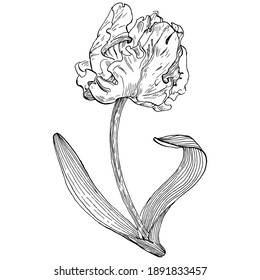 Sketch Floral Botany Isolated. Tulip flower drawings. Black and white with on white backgrounds. Hand Drawn Illustrations.