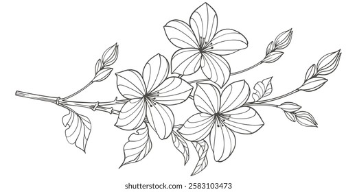 Sketch Floral Botany. jasmine flower drawings. Black and white with line art on transparent backgrounds. Hand Drawn jasmine flower Illustrations. Vector eps