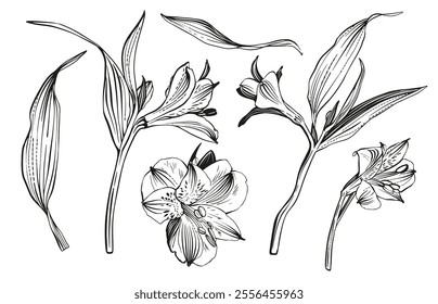 Sketch Floral Botany set. Alstroemeria  flower drawings. Black and white with line art on white backgrounds. Hand Drawn Botanical Illustrations. Vector.